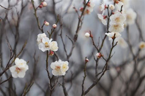 梅花圖|3000 多张免费的“梅花”和“春天”照片